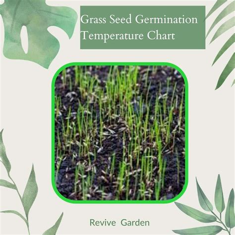 The Seed of the